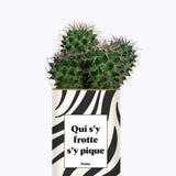 Qui s'y frotte s'y pique - Cactus