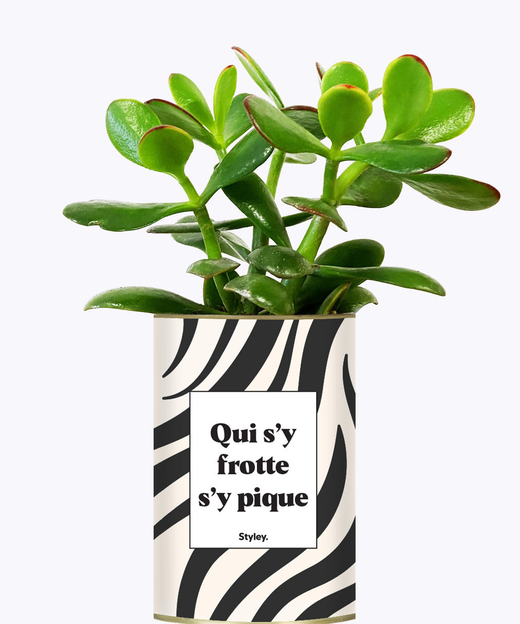 Qui s'y frotte s'y pique - Cactus