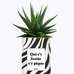 Qui s'y frotte s'y pique - Cactus