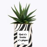 Qui s'y frotte s'y pique - Cactus