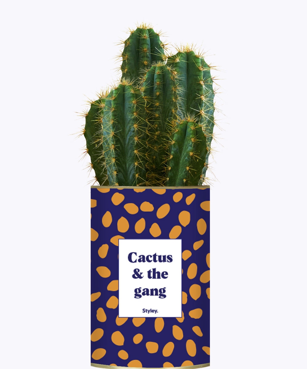 Cactus & the gang - Cactus