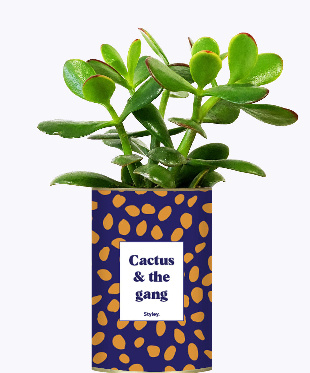 Cactus & the gang - Cactus