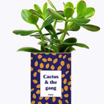 Cactus & the gang - Cactus