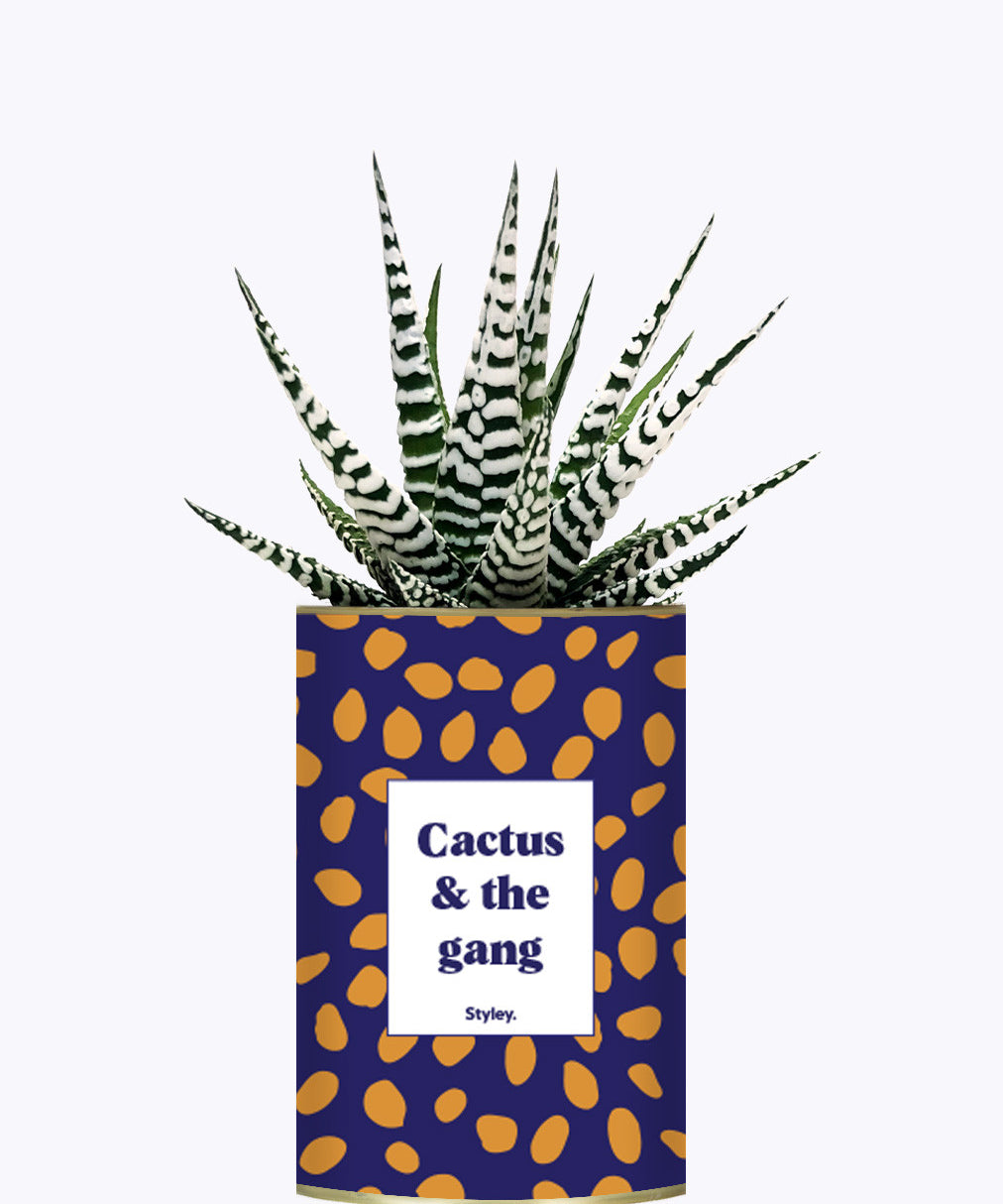 Cactus & the gang - Cactus