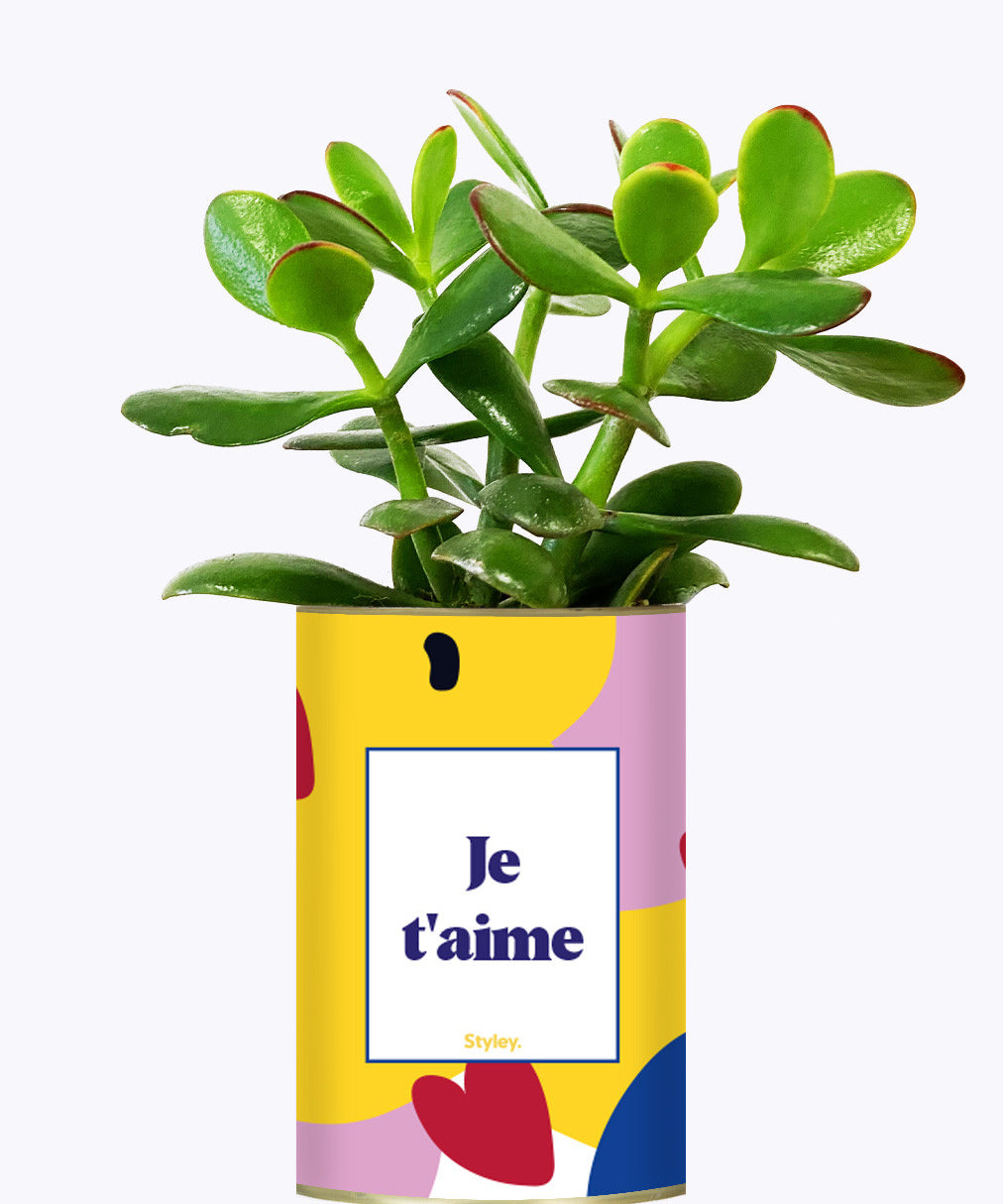 Je t'aime - Cactus