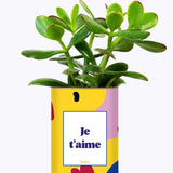 Je t'aime - Cactus