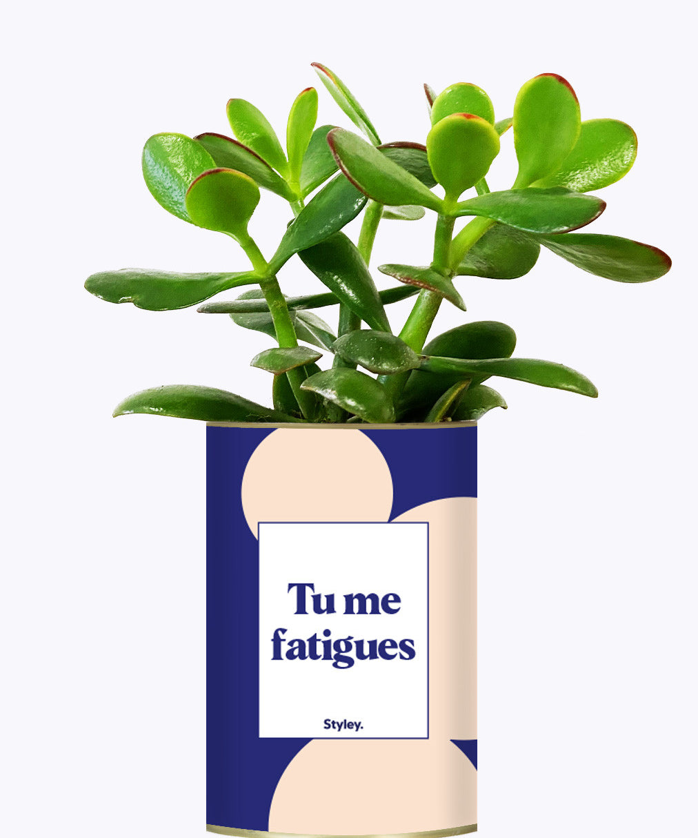 Tu me fatigues - Cactus