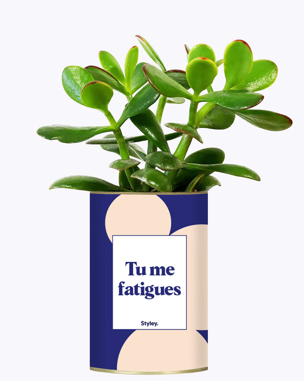 Tu me fatigues - Cactus