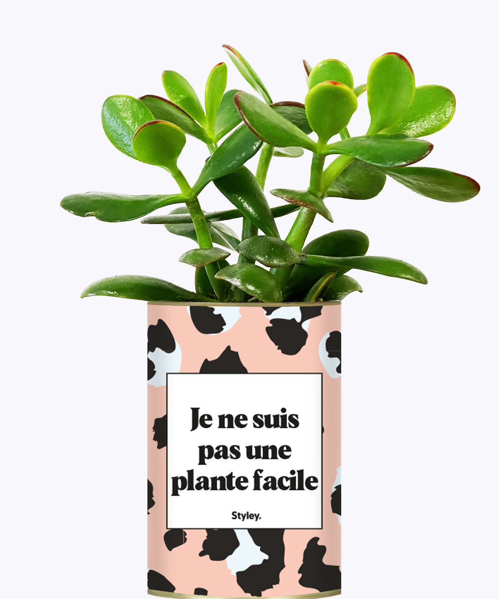Je ne suis pas une plante facile - Cactus