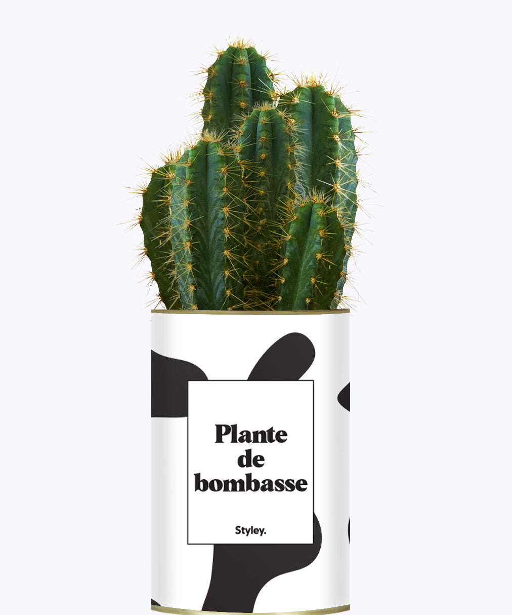 Plante de bombasse - Cactus