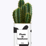 Plante de bombasse - Cactus