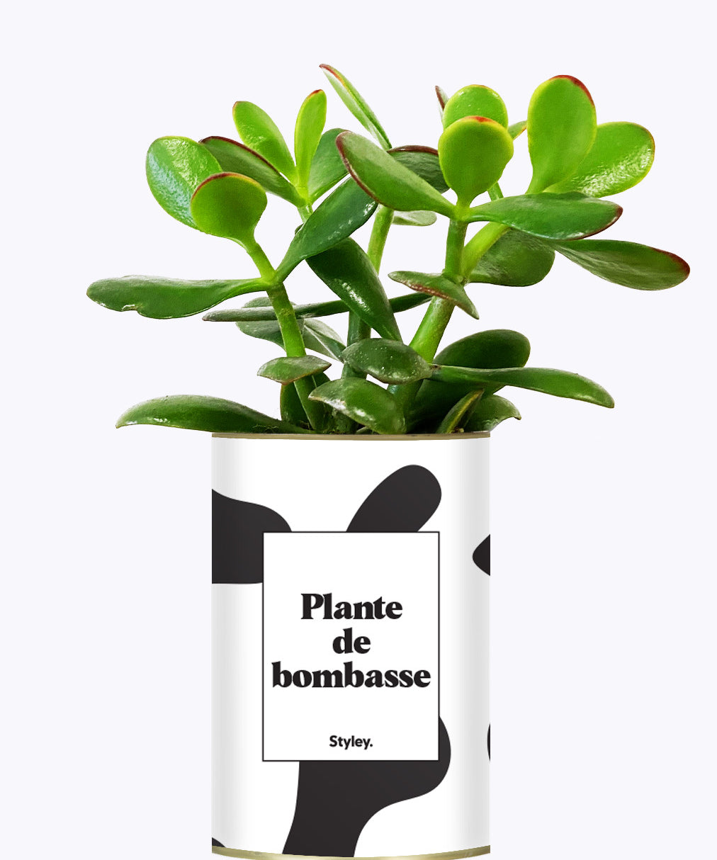 Plante de bombasse - Cactus