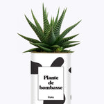 Plante de bombasse - Cactus