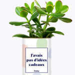 J'avais pas d'idées cadeaux - Cactus