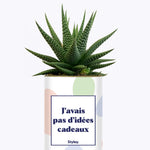 J'avais pas d'idées cadeaux - Cactus