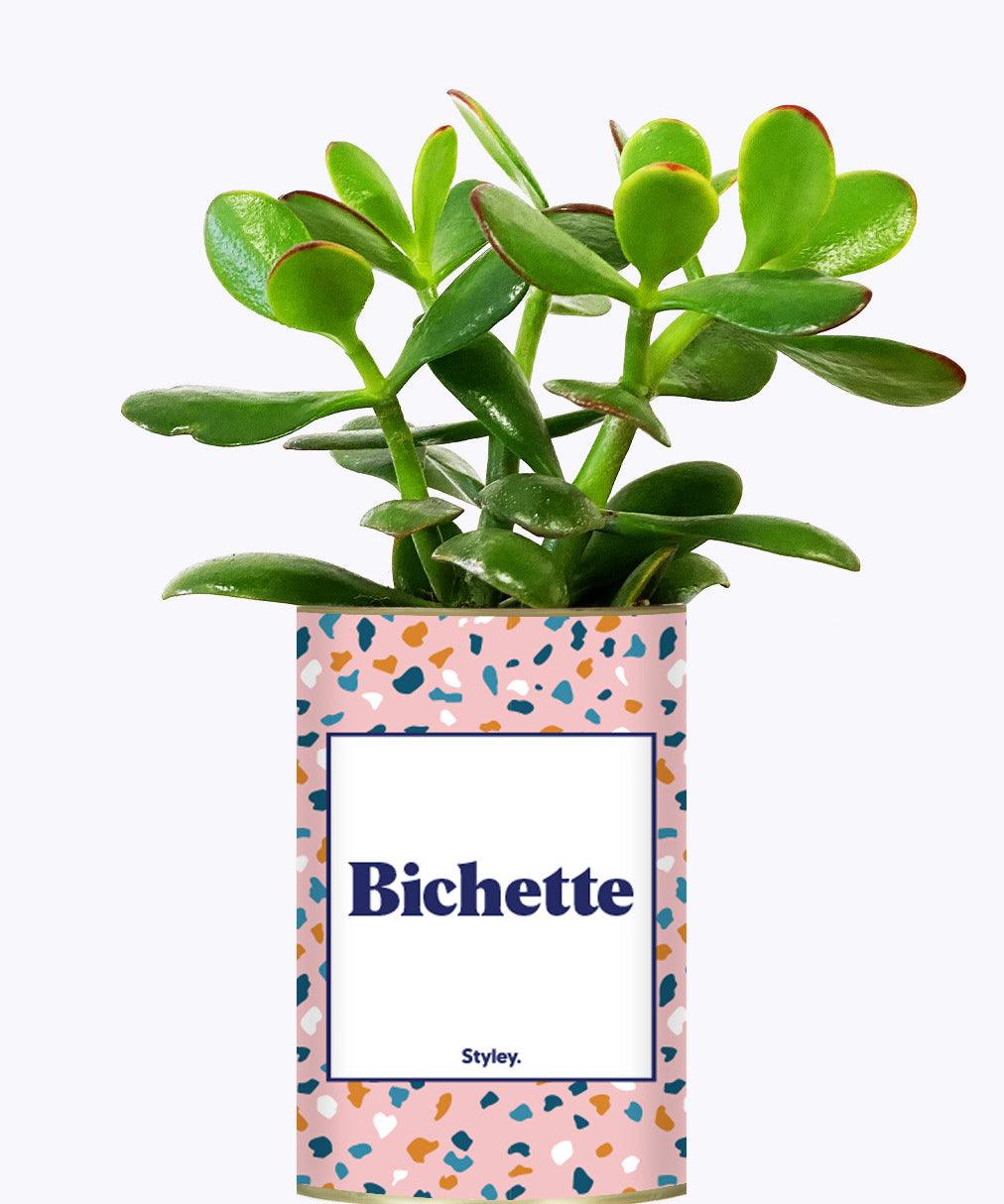 Bichette - Cactus