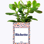 Bichette - Cactus