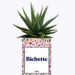 Bichette - Cactus