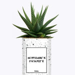 Coordonnées personnalisables - Cactus
