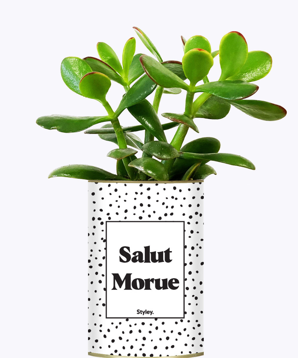 Salut morue - Cactus