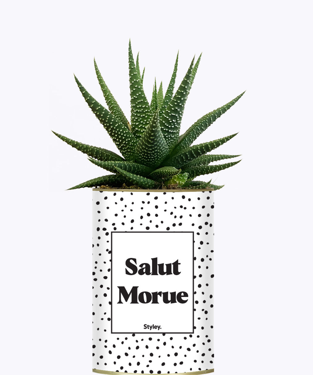 Salut morue - Cactus