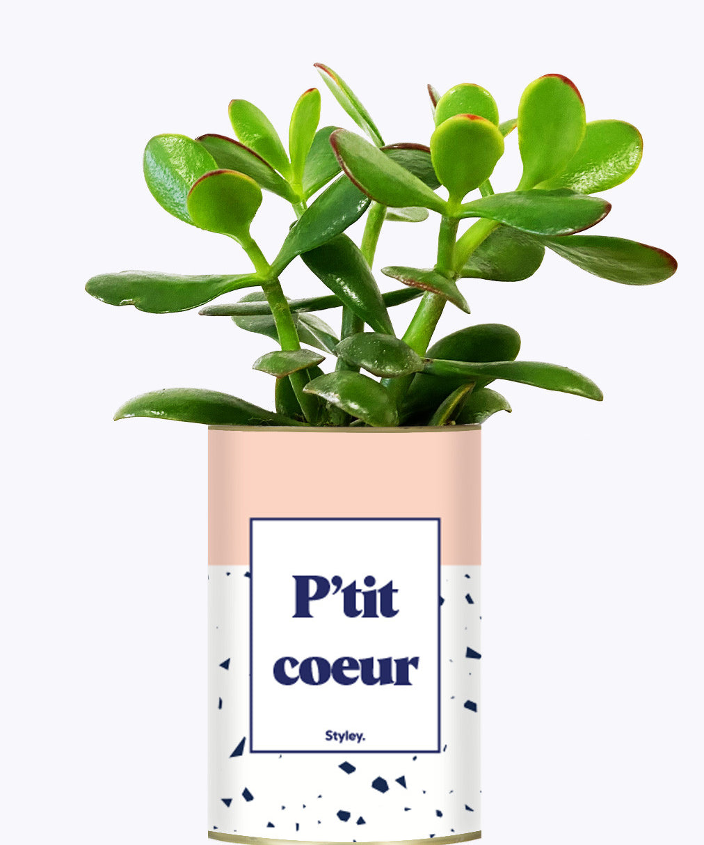P'tit coeur - Cactus