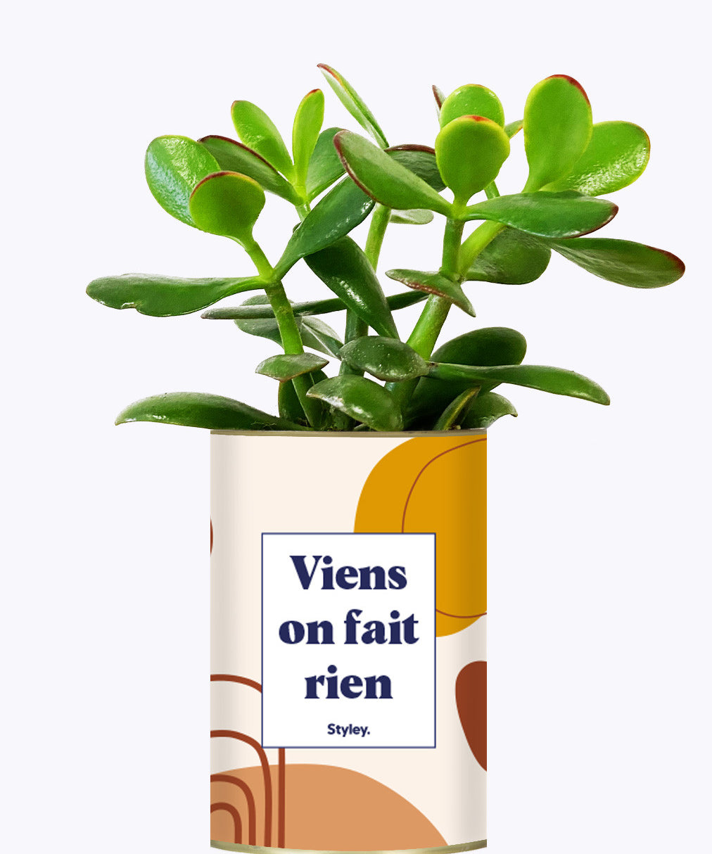 Viens on fait rien - Cactus