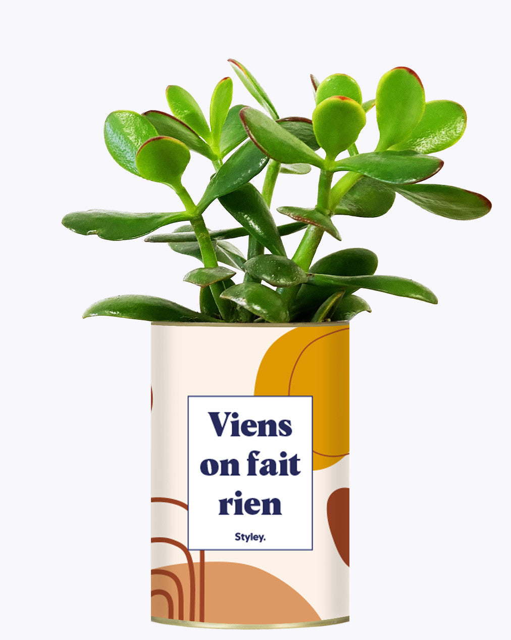 Viens on fait rien - Cactus