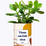 Viens on fait rien - Cactus