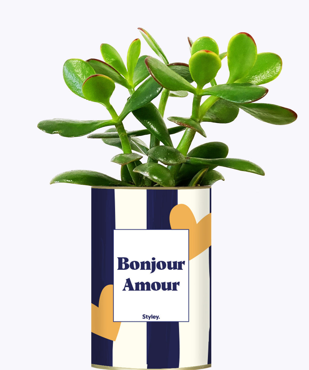 Bonjour Amour - Cactus