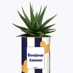 Bonjour Amour - Cactus