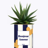 Bonjour Amour - Cactus