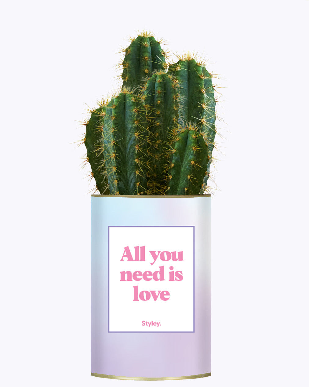 All you need is love - Cactus
