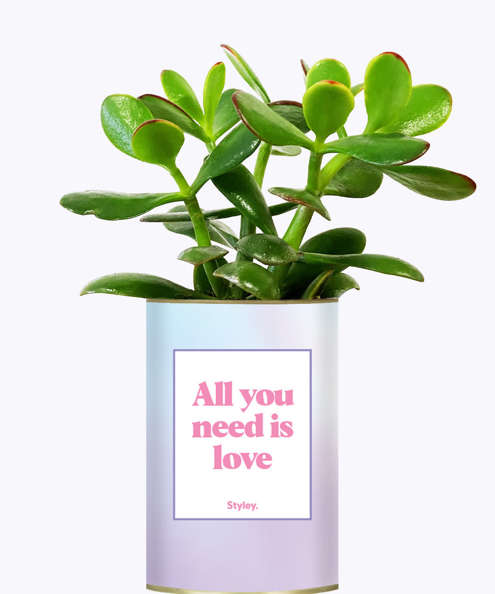 All you need is love - Cactus