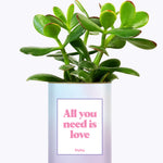 All you need is love - Cactus