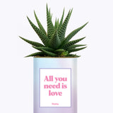 All you need is love - Cactus