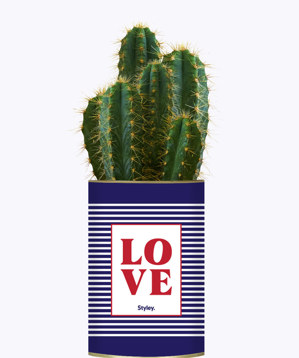 LOVE - Cactus