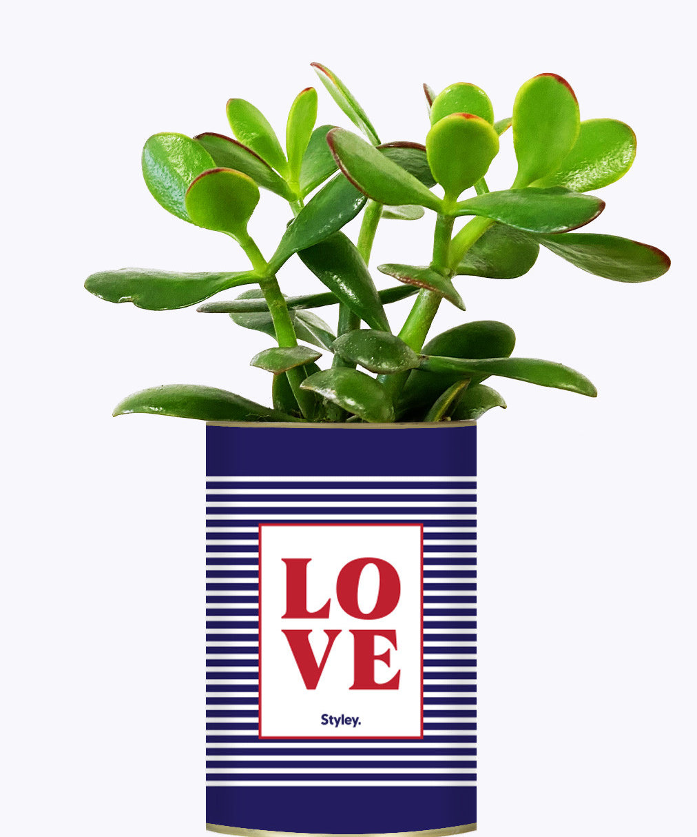 LOVE - Cactus