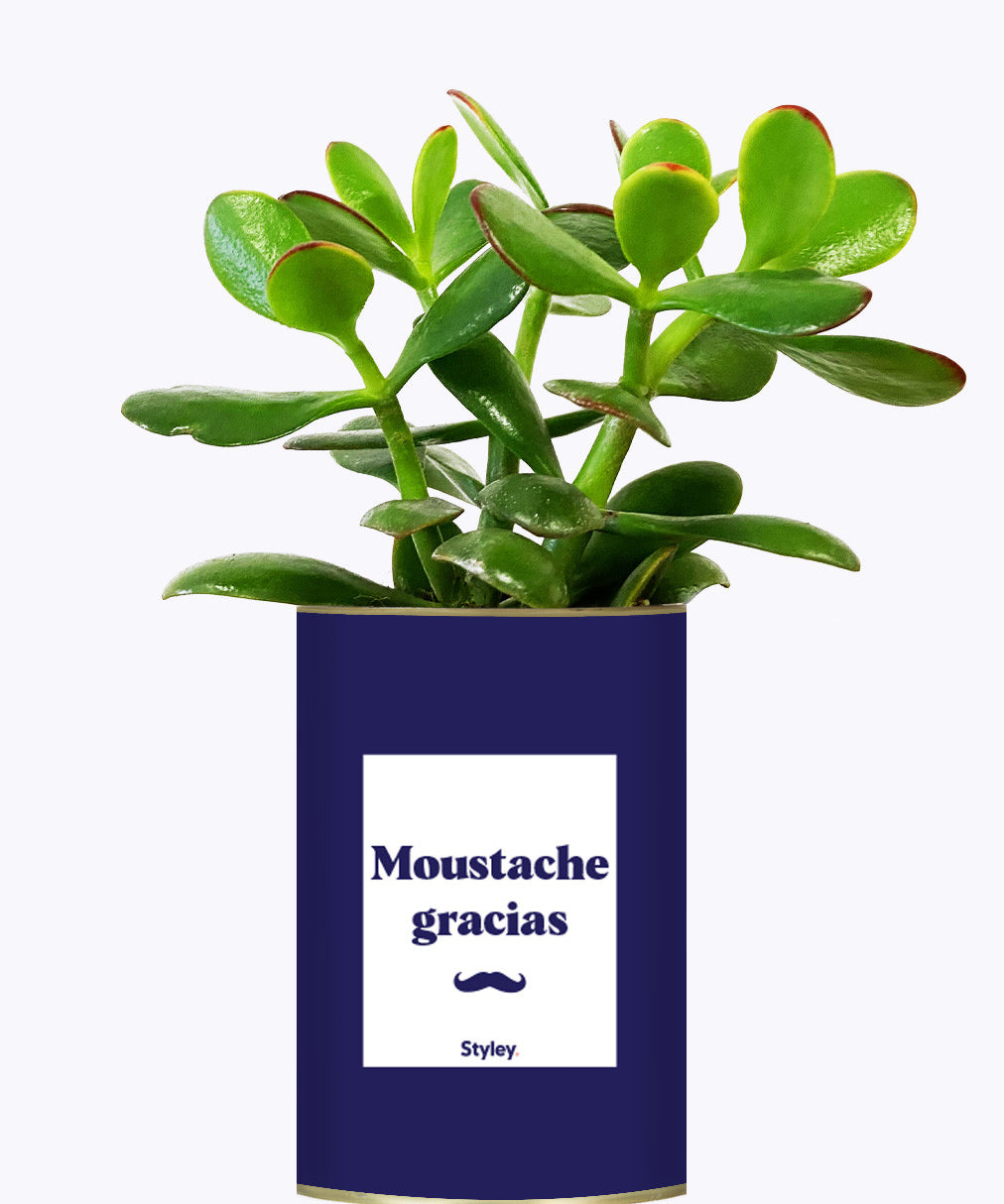 Moustache Gracias - Cactus