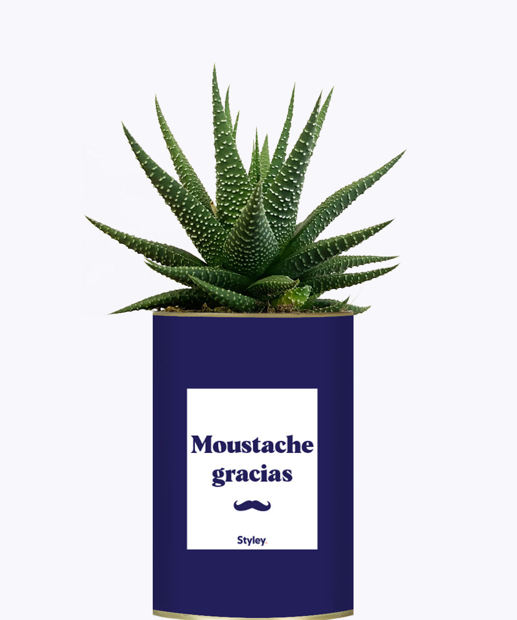 Moustache Gracias - Cactus