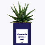 Moustache Gracias - Cactus