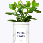 Cactus Marbre - Personnalisable