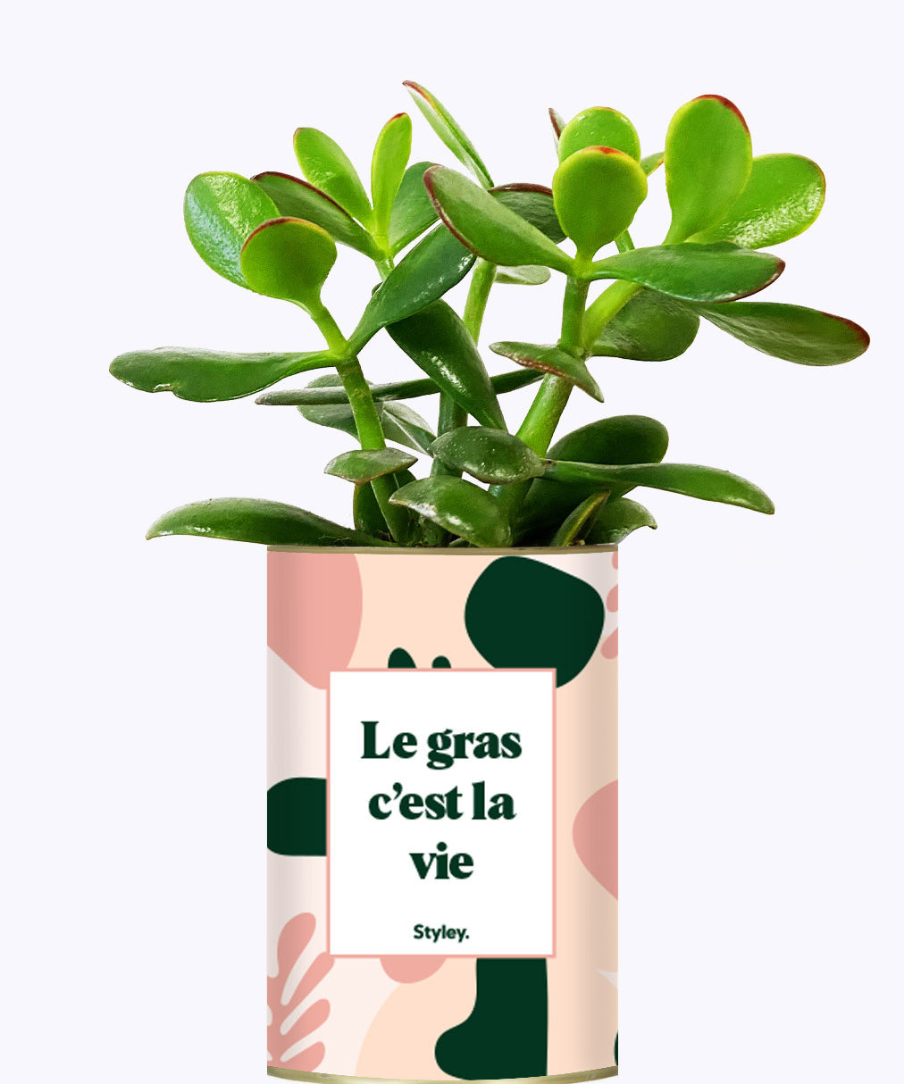 Le gras c'est la vie - Cactus