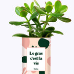 Le gras c'est la vie - Cactus