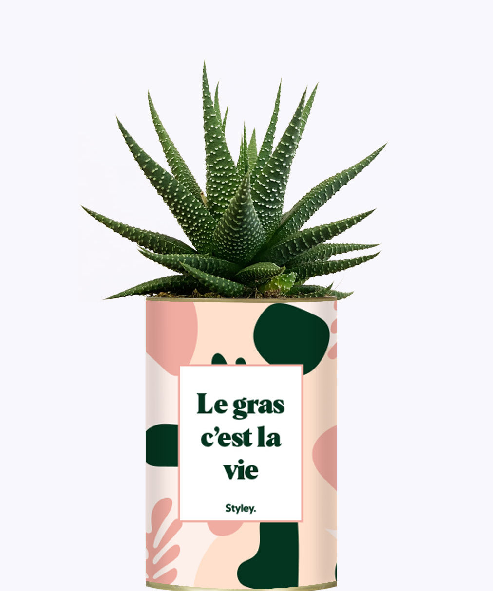Le gras c'est la vie - Cactus