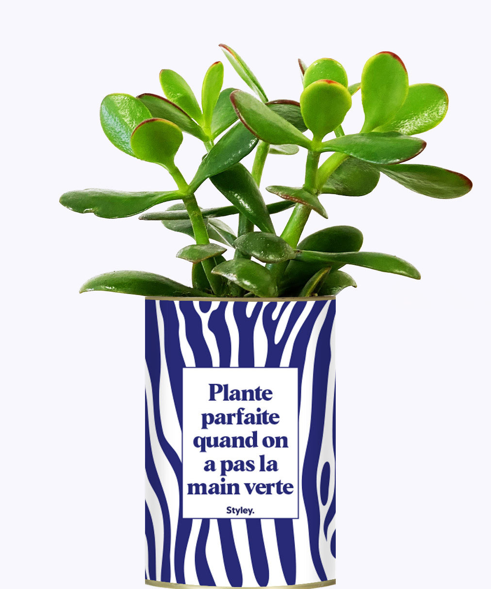 Plante parfaite quand on a pas la main verte - Cactus