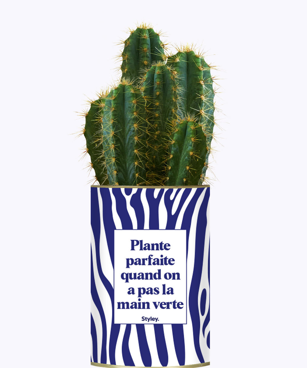 Plante parfaite quand on a pas la main verte - Cactus
