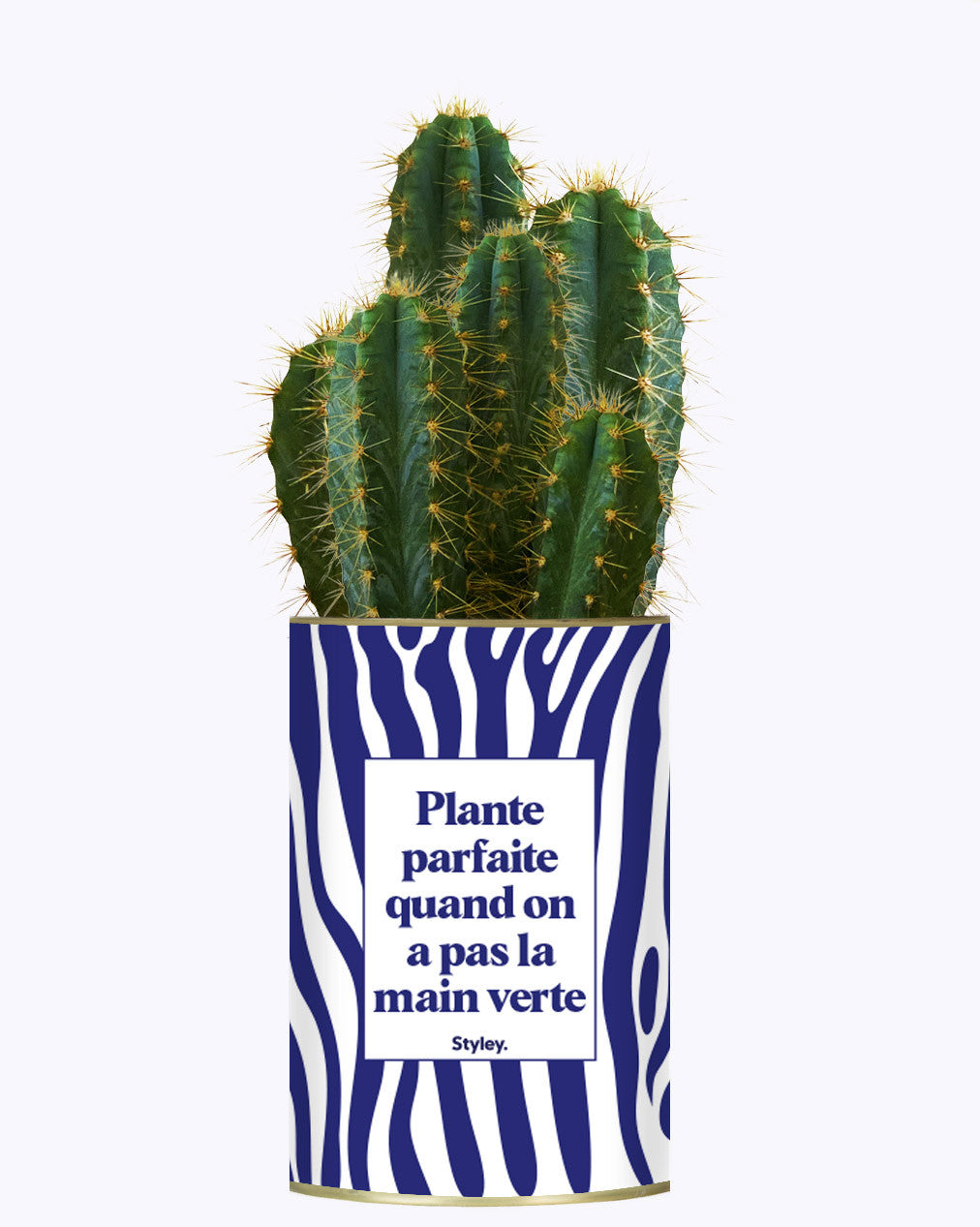 Plante parfaite quand on a pas la main verte - Cactus
