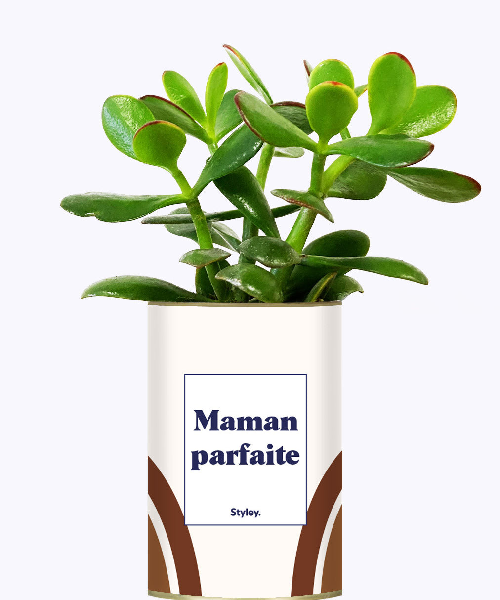 Maman parfaite - Cactus