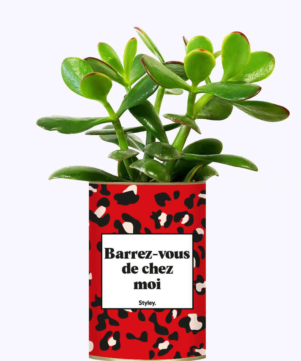 Barrez-vous de chez moi - Cactus